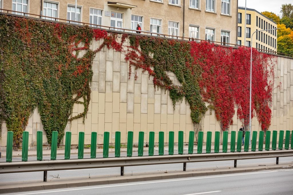 Vilnius žalioji banga vijokliai